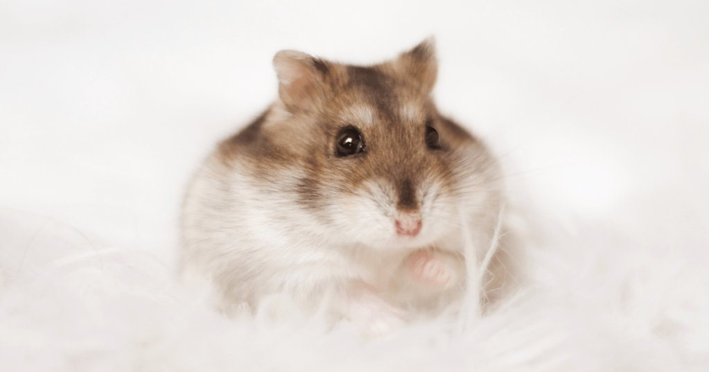 ハムスターと人間の心地よい暮らしをデザインするメディアを立ち上げました